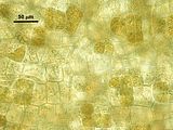 Dettaglio degli organi uniloculari